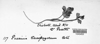 Puccinia adoxae image